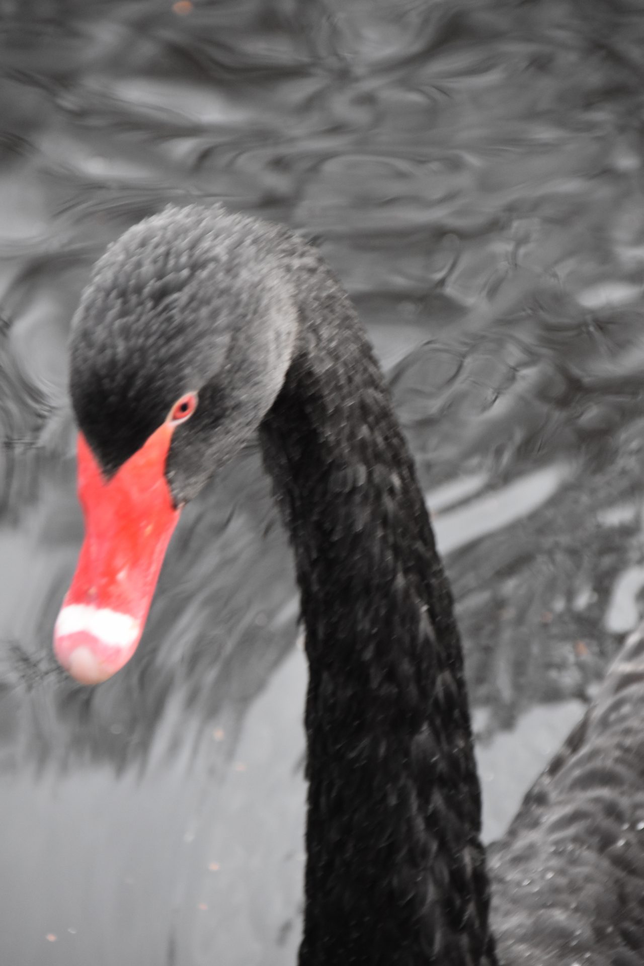 Eendvogels Rode snavel